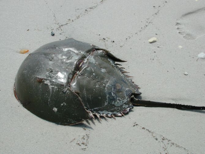 Horsehoe Crab